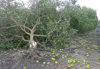 Industry leaders still assessing Hurricane Ian's damage to Florida crops 