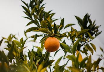USDA issues solicitation for fresh oranges