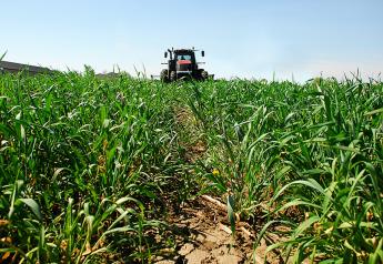 Using Cover Crops for Feed Production