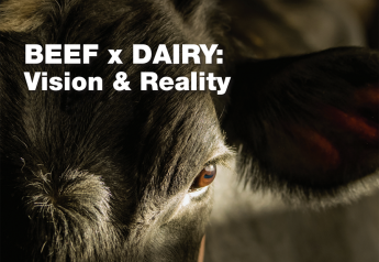 Beef X Dairy: Vision & Reality