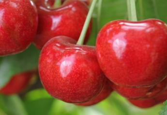 Chile flexes big supply of winter fruit