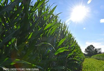 Weak Global Demand for U.S. Corn Good for Dairy 