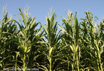 USTR Again Raises Ag Biotech, GMO Corn Issue with Mexico