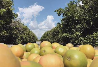 After two rough seasons, Texas citrus is coming back strong