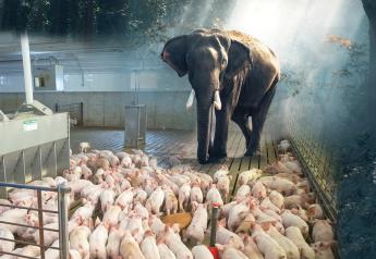 The Elephant In The Barn: Why We Can’t Ignore This Risk on the Pig Farm