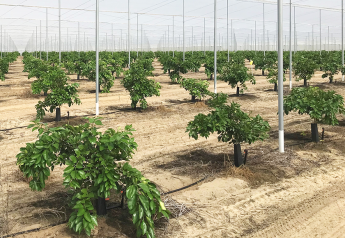 Florida citrus growers make advances with sustainable practices