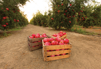 POM Wonderful turns 20, marks start of California pomegranate season 