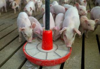 Cash Weaner Pig Prices Average $13.09, Down $4.66 Last Week