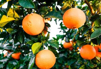 Organic research to combat citrus greening gets $2M in USDA funds