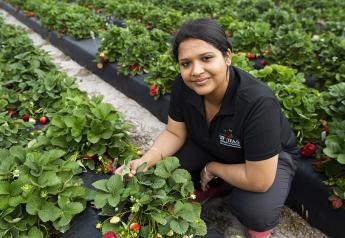 New study says UV lamps can help manage pest in strawberry fields