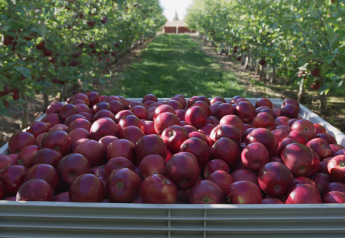 U.S. apple exports increase in 2023