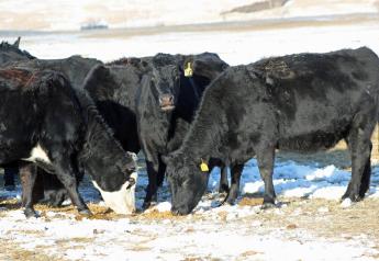 Trace Mineral Source Could Negatively Impact Forage Digestion