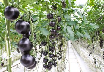 Nature Fresh Farms picks up exclusive tangy, purple tomato