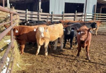 Considerations for Backgrounding Calves