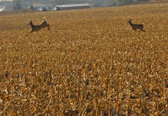 Unspoken Truths About Pests: Deer Damage in Crop Fields
