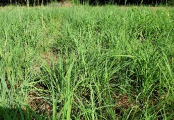 Native Grasses, Biochar, Silvopasture Part of Arkansas Carbon Sequestration Study