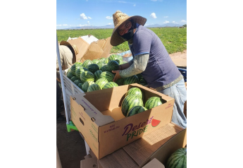 Unpredictable weather adds to challenges but good volume reported for MAS Melons & Grapes