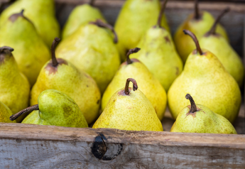 Fresh Trends 2023: 1 in 4 consumers purchased pears during past year