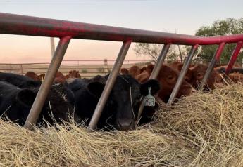 Weaning Considerations for Healthy Calves