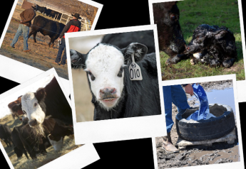 Top 5 Production Stories Ranchers Found Helpful in 2022