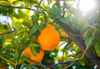 Cold front hits Florida citrus region, USDA reports