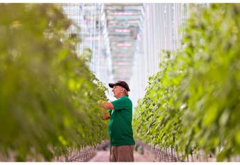 Mastronardi purchases AppHarvest farm in $127M sale-leaseback deal 