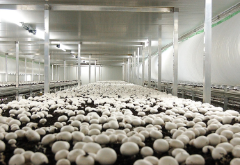 Phillips Mushroom Farms focusing on growth in organics