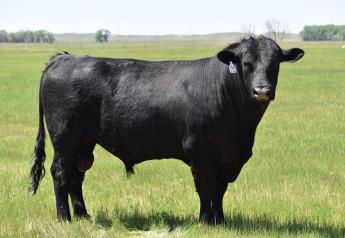 Buy or Lease a Bull: What's Best for Your Operation?