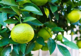 Federal citrus breeding program expands to the West Coast