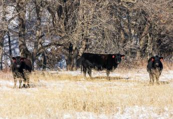 Winter Cow Syndrome: What You Need to Know