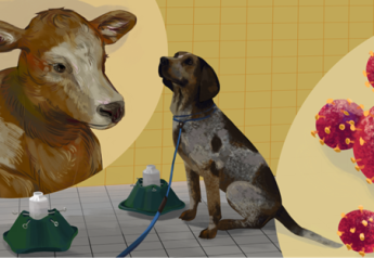Can Dogs Catch a Whiff of Bovine Respiratory Disease?