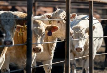 Inflationary Challenges Affecting Retail Beef Prices