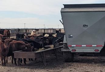 Could BRD Cases Decline In High-Risk Cattle With Delayed Vaccination?