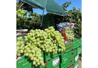 Four Star Fruit concludes California grape season 