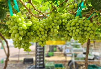 What’s ahead for table grape, cherry breeding