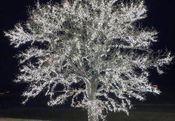 A Magical Rural Minnesota Christmas Tree