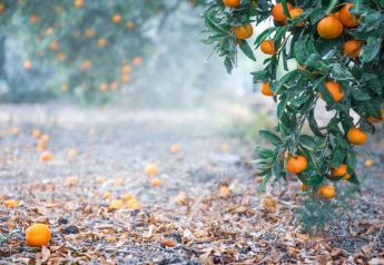 Chilean citrus will see big rebound in 2023, report says