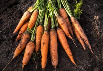 Organic carrots account for 18.9% of total carrot sales