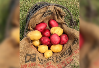 Potato growers working to stretch supplies
