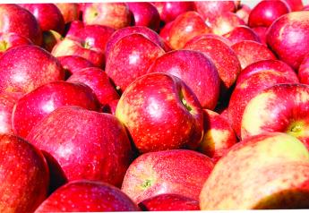 Record crop of Pazazz apples reported by grower-shipper
