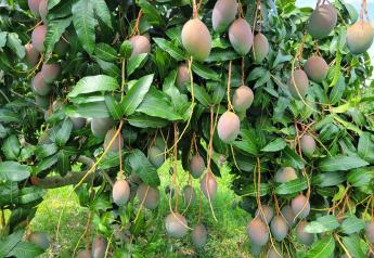 Colombian mangoes now available in the U.S.
