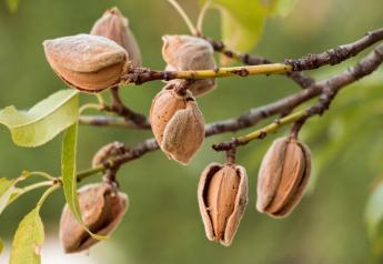 California almond acreage shrinks for first time in 25 years