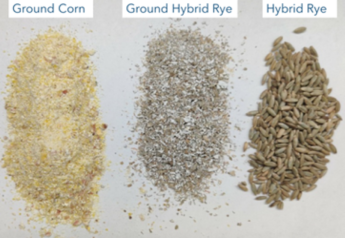 Hybrid Rye Gains Traction as Alternative Feedstuff for Pigs