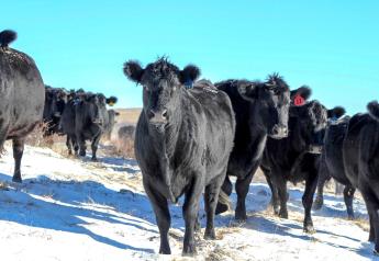 Helping Cows Cope with Cold Stress