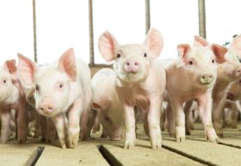 What are the Top 4 States in Hog Production in the U.S.?