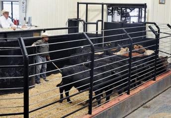 Economic Impact Study Shows Livestock Auctions Growing in Importance for Rural Vitality