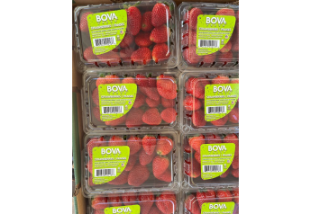 Bova Fresh plans new long-stem label, reports strong crop prospects