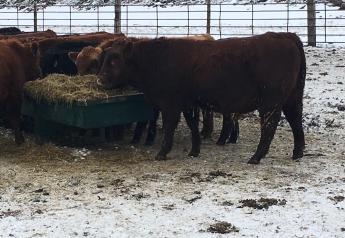 Coccidiosis Affecting Calves in North Dakota
