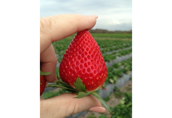 Florida strawberries on the upswing for the new year
