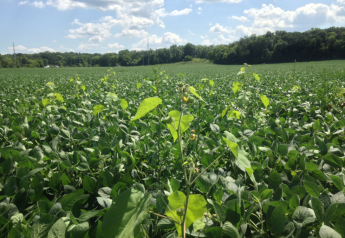 $100 an Acre Herbicide Costs Won't be Unusual Next Season